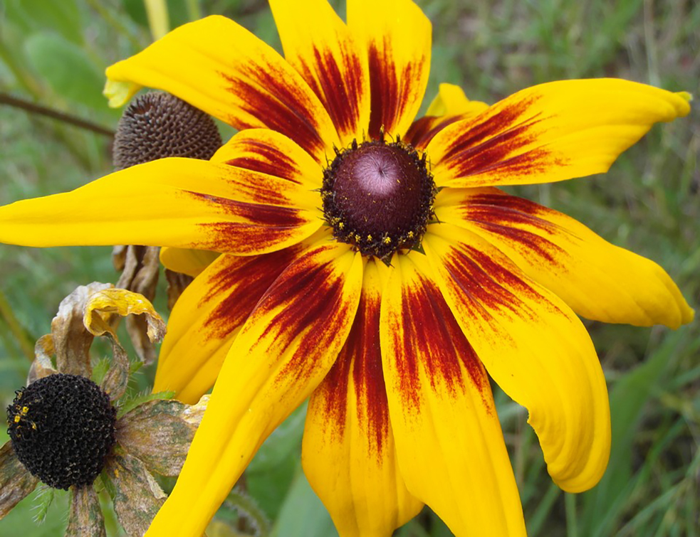 rudbekia-3806867_960_720