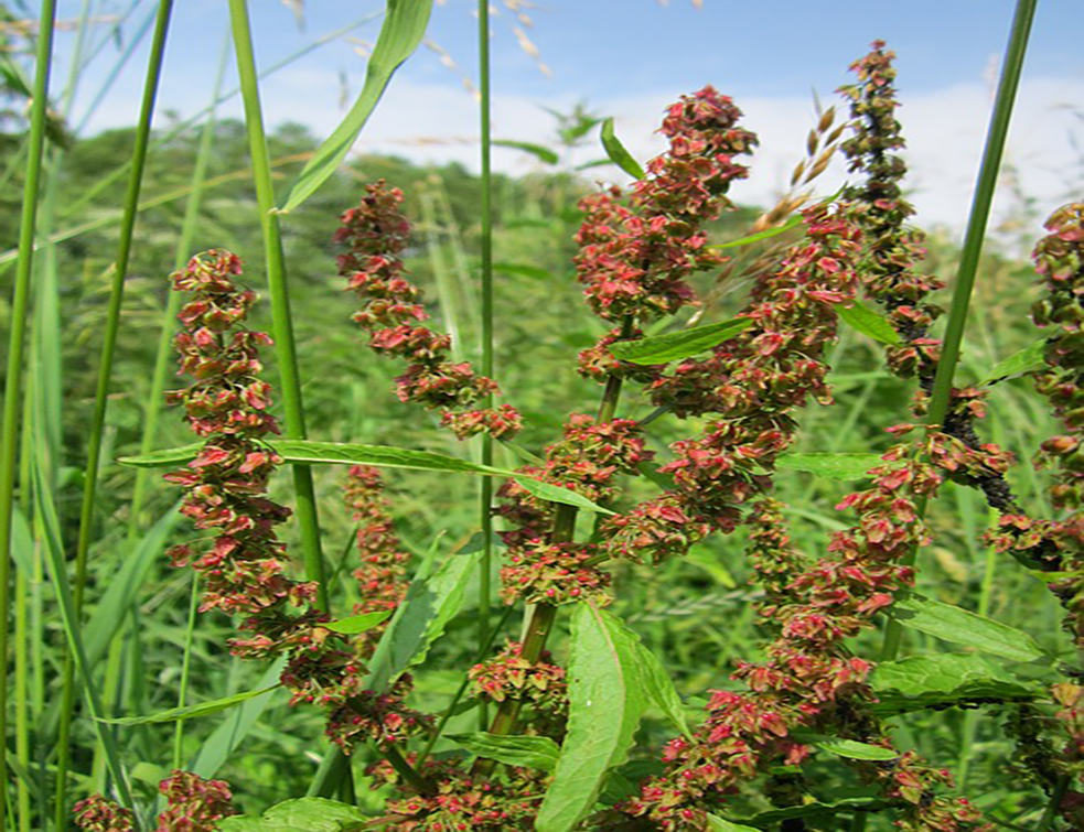 rumex-obtusifolius-848670_960_720