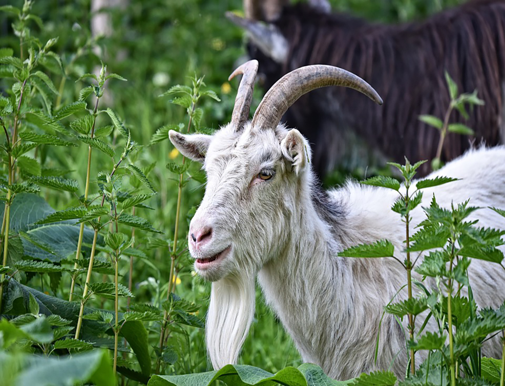 saanen-goat-3402070_960_720