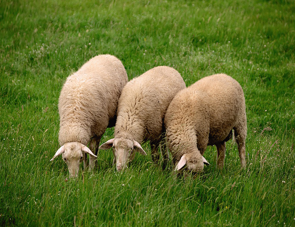 sheep-4390597_960_720