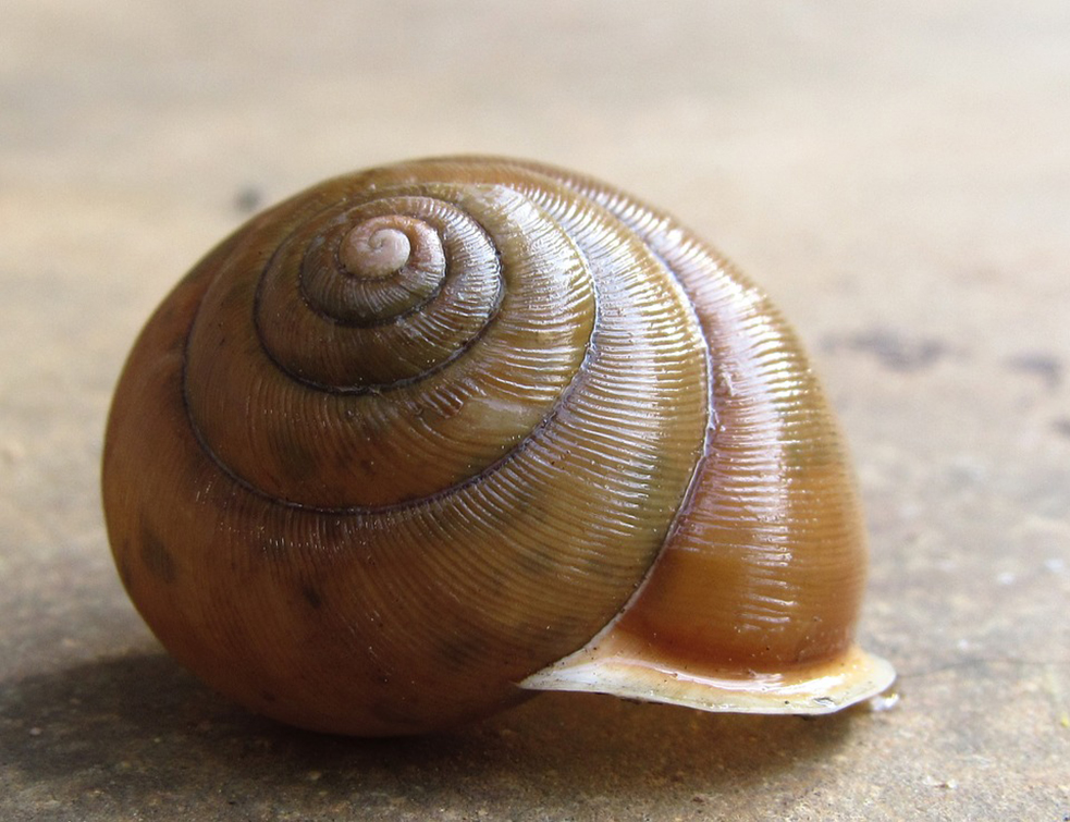 snail-2382239_960_720