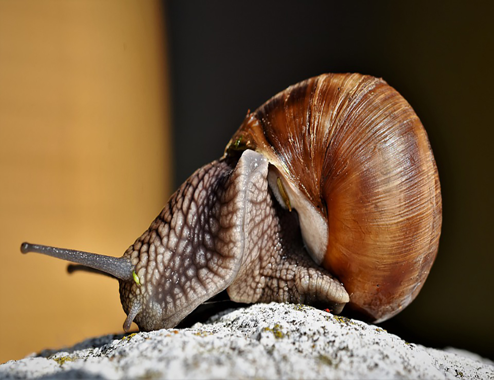 snail-4248497_960_720