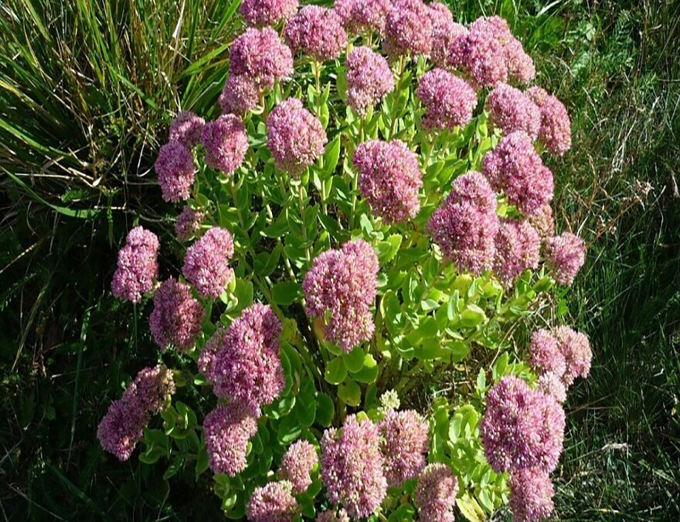 stonecrop-2735789-960-720-1-880x495