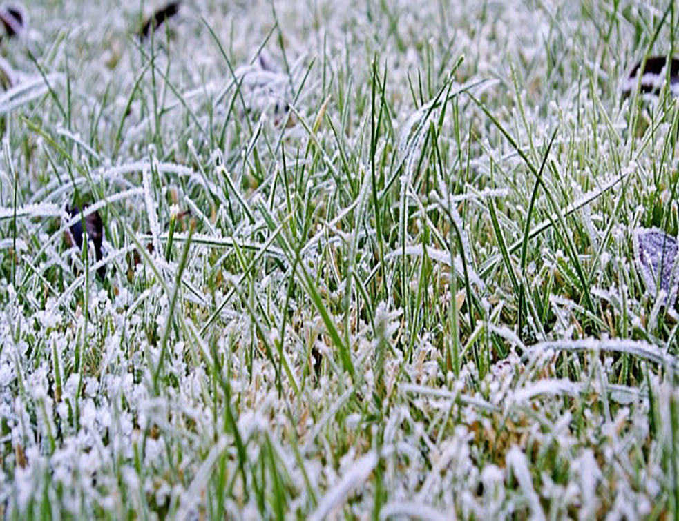 travnjak_pod_snegom-min
