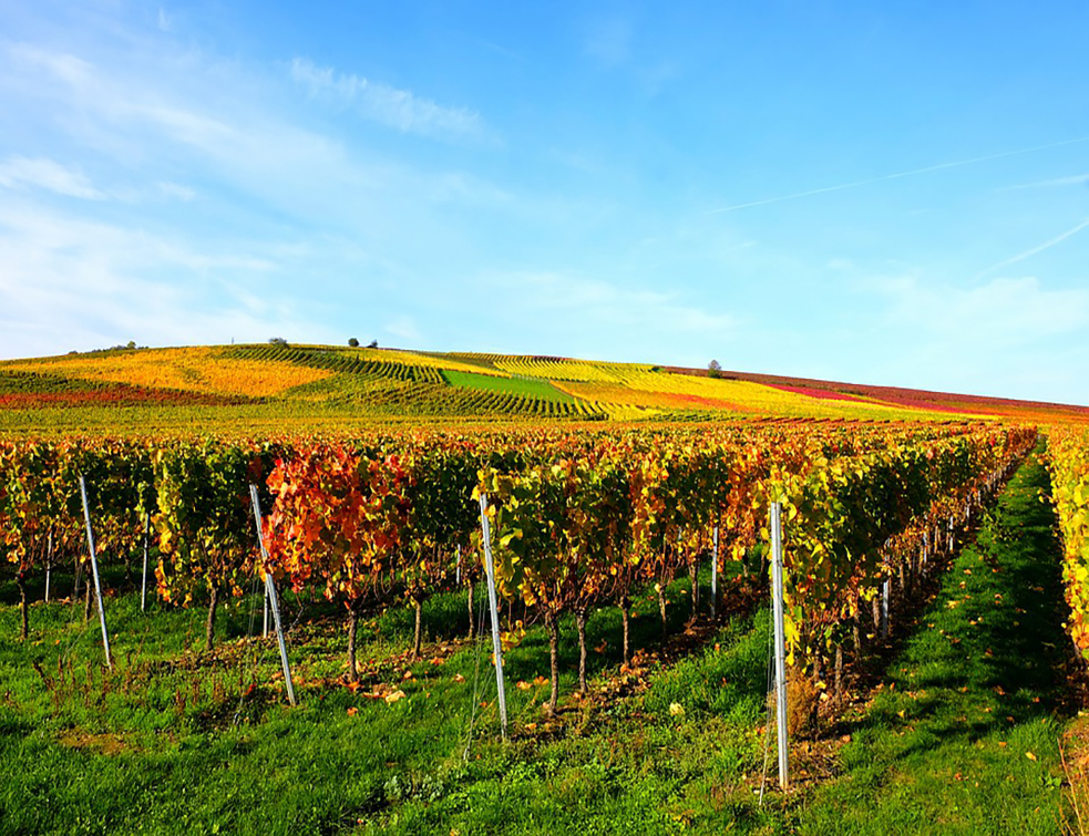 vineyard-4590078_960_720