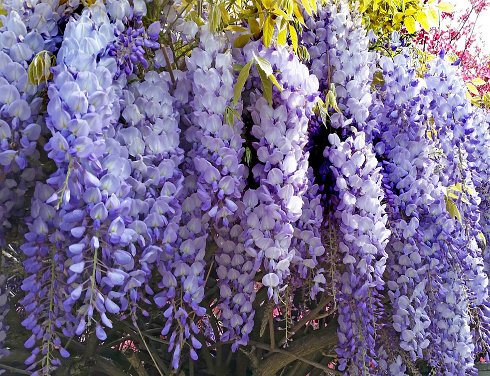 wisteria-3348695_960_720