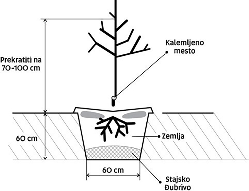 sadnja-voca-skica