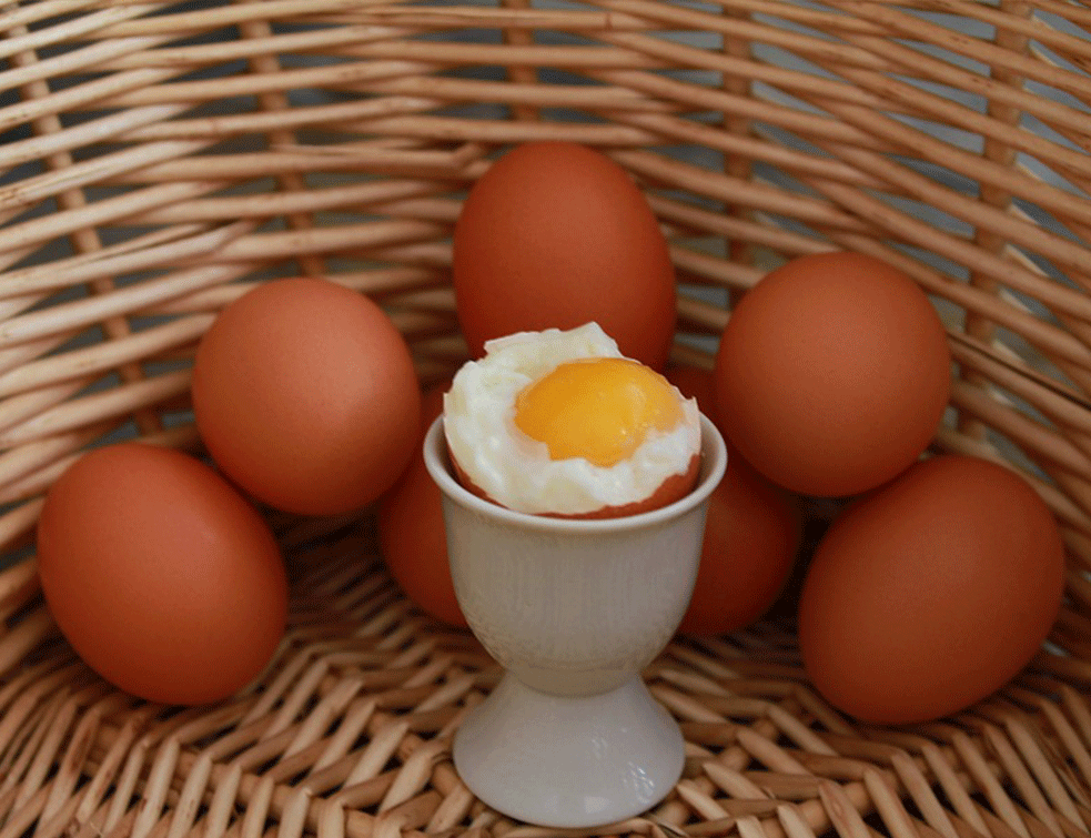 egg