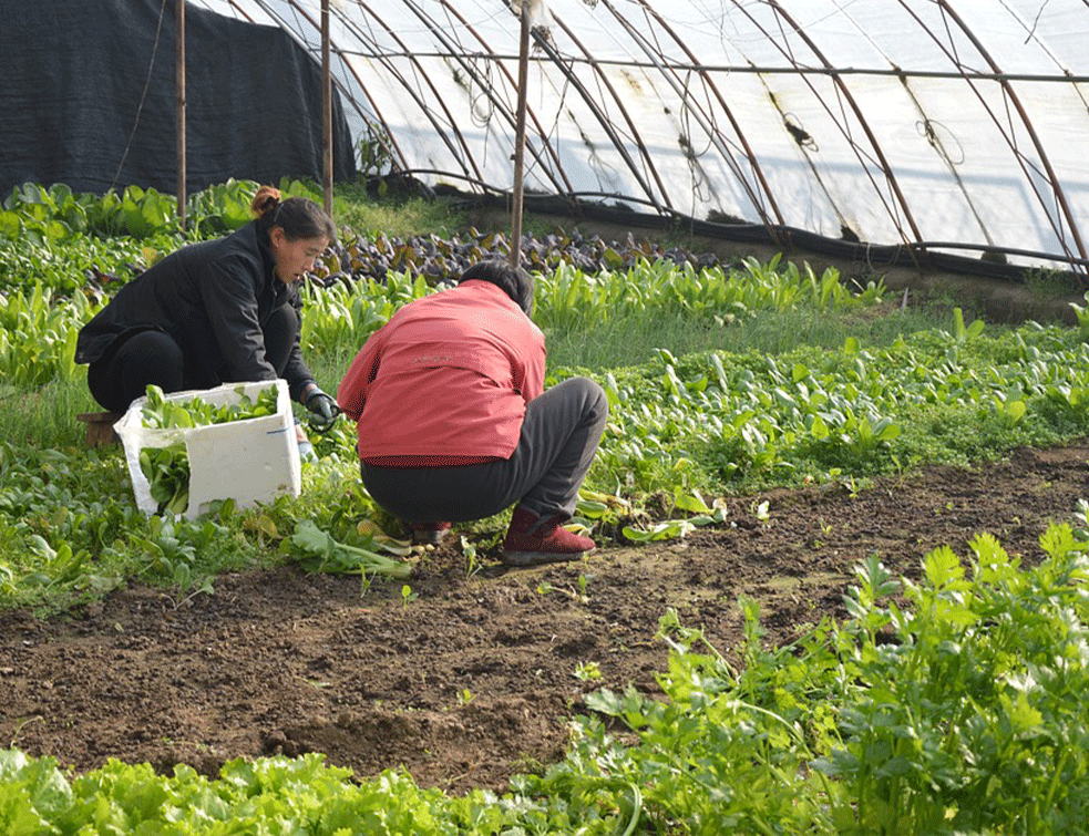 farmer