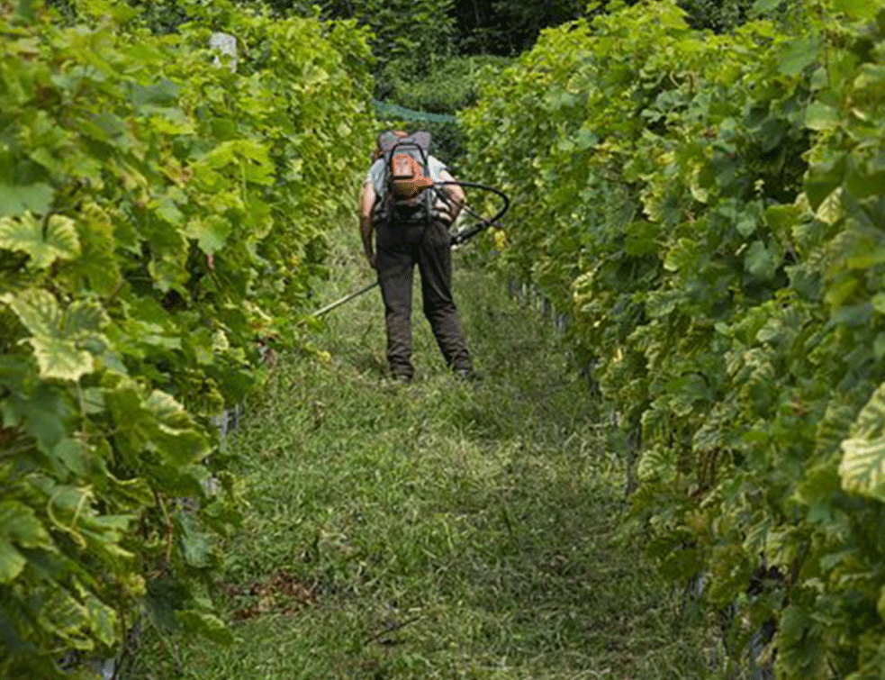 vinogradar