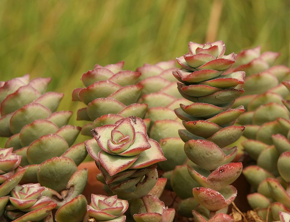 crasula