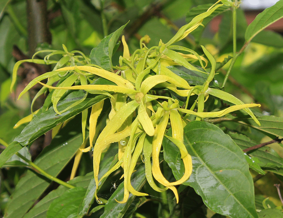 YLANG-YLANG