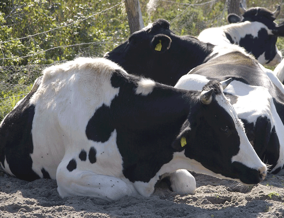 krave1