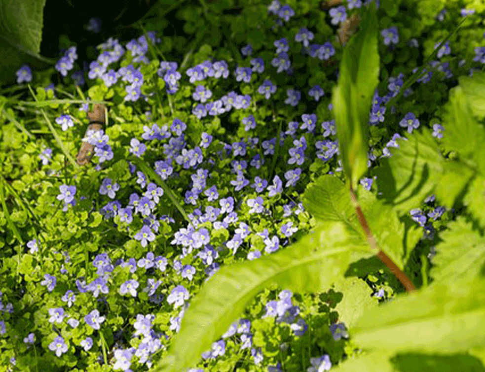 Veronica-officinalis