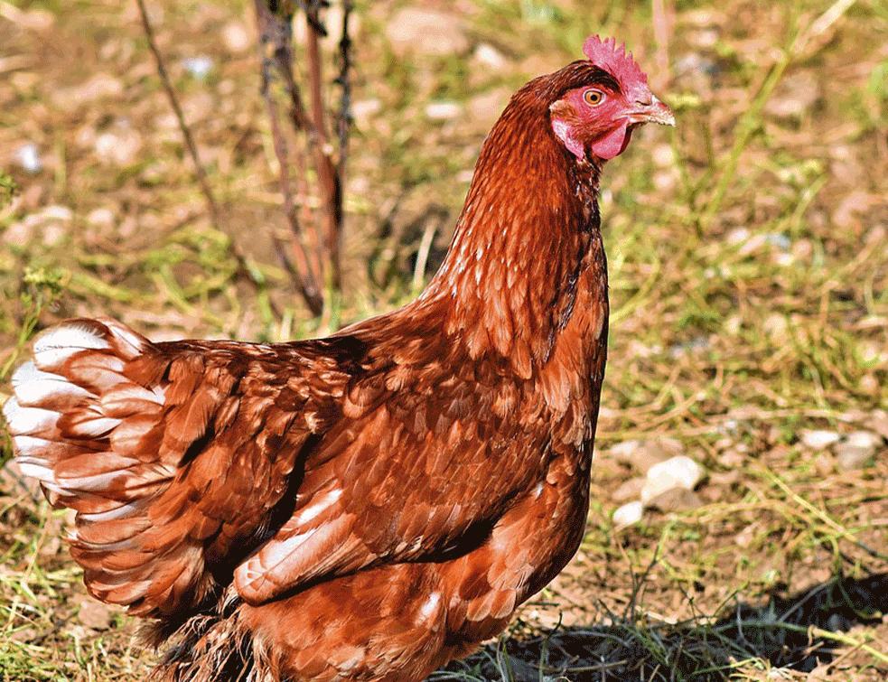 kokoska
