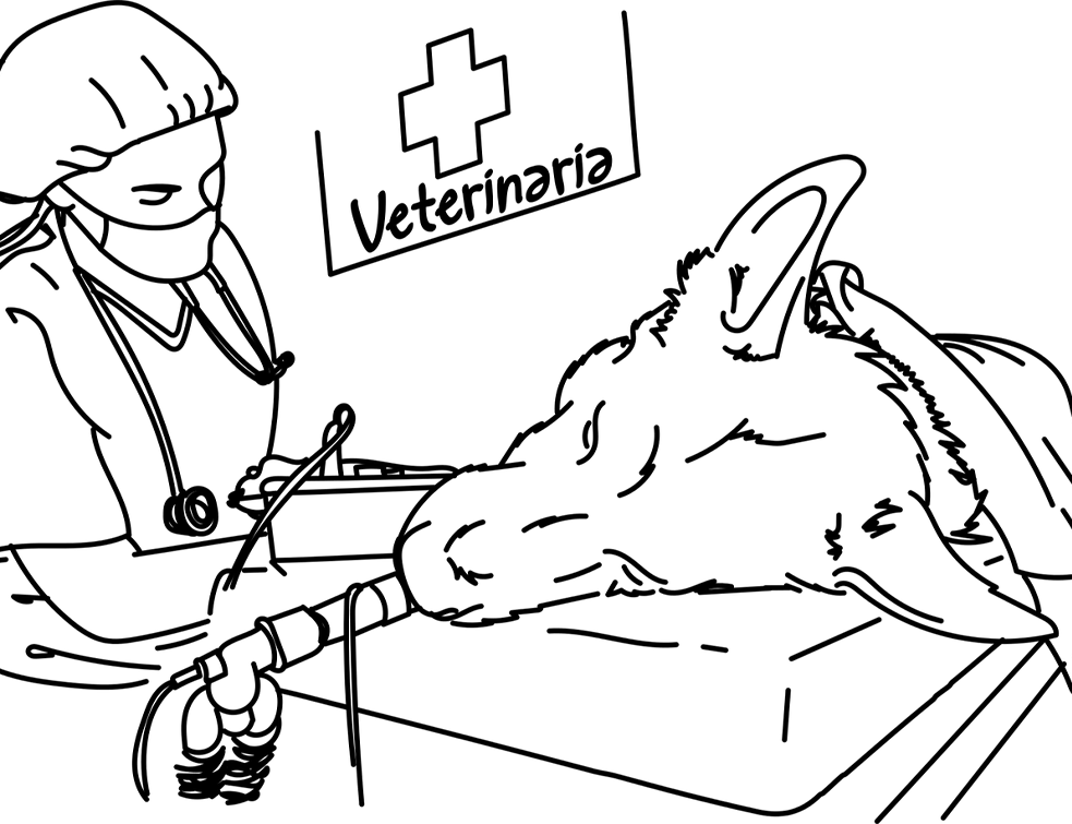 veterinar