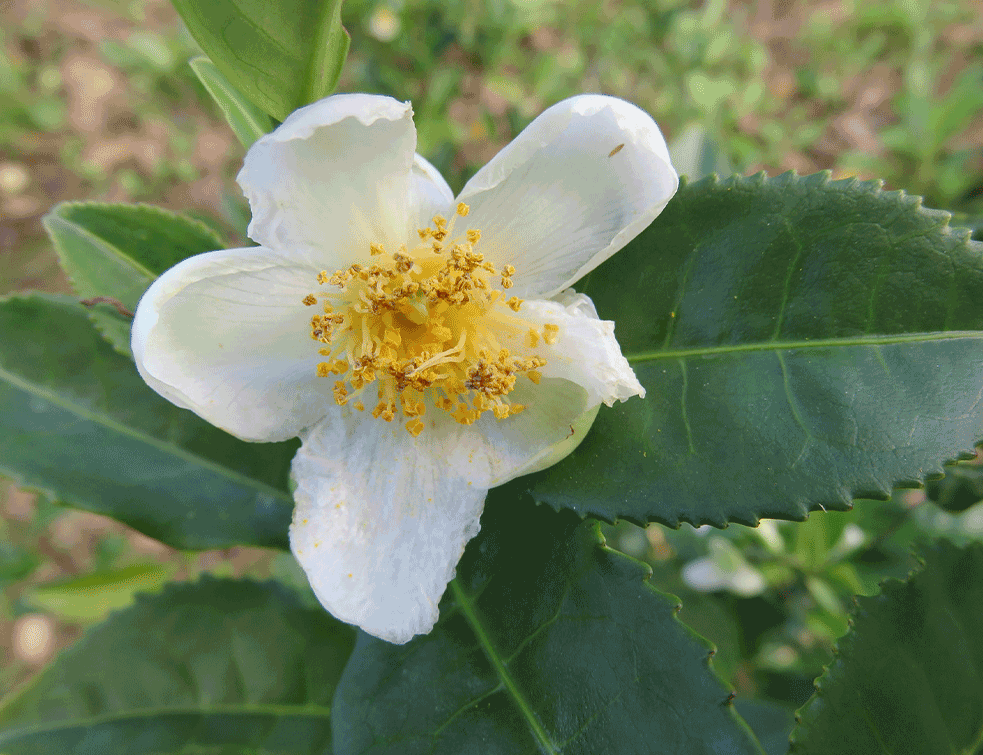 Camellia-sinensis