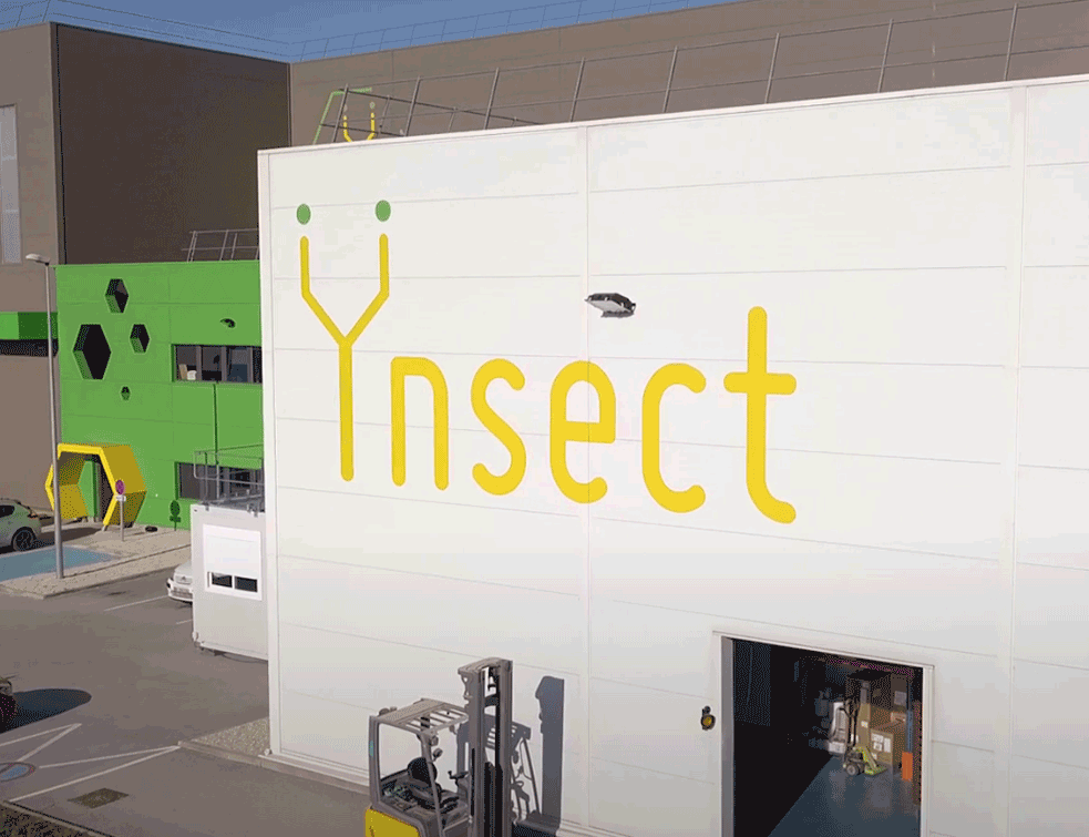 insekt1