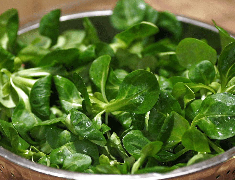 SALATA