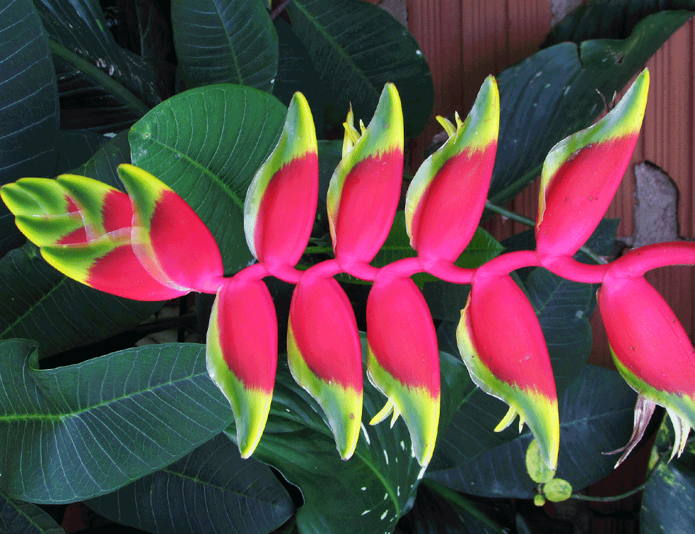 Heliconia-1