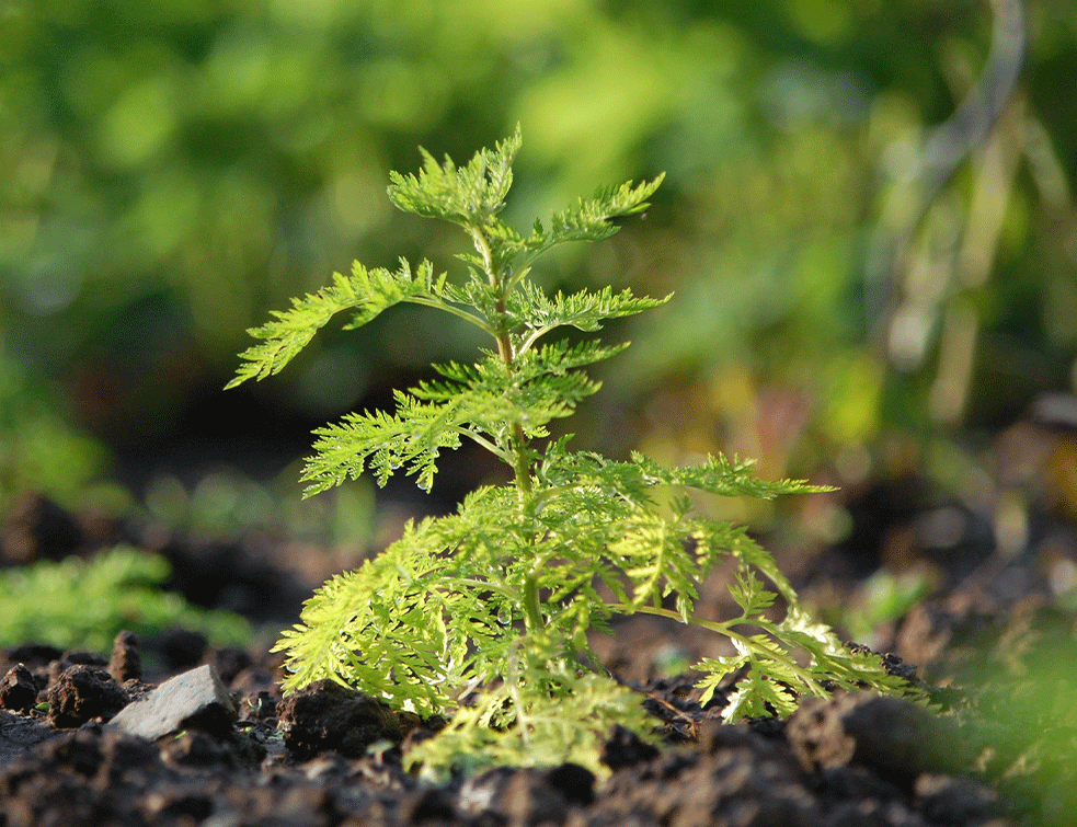 slatkipelinUnsplash