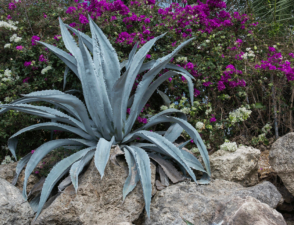 agave