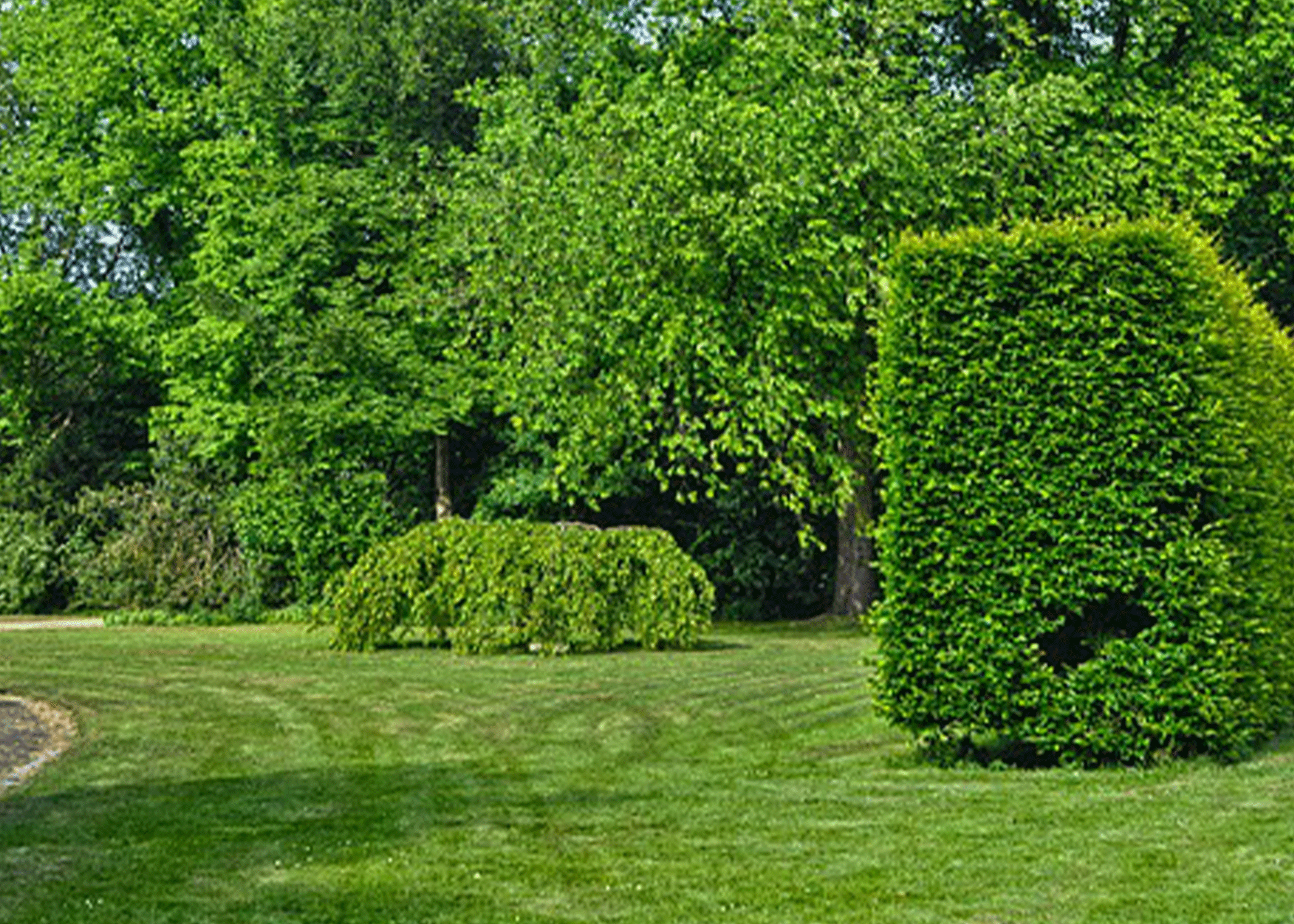 cudesno-zbunje