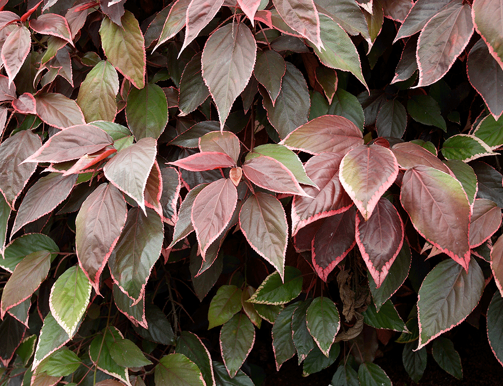 Acalypha willkesiana