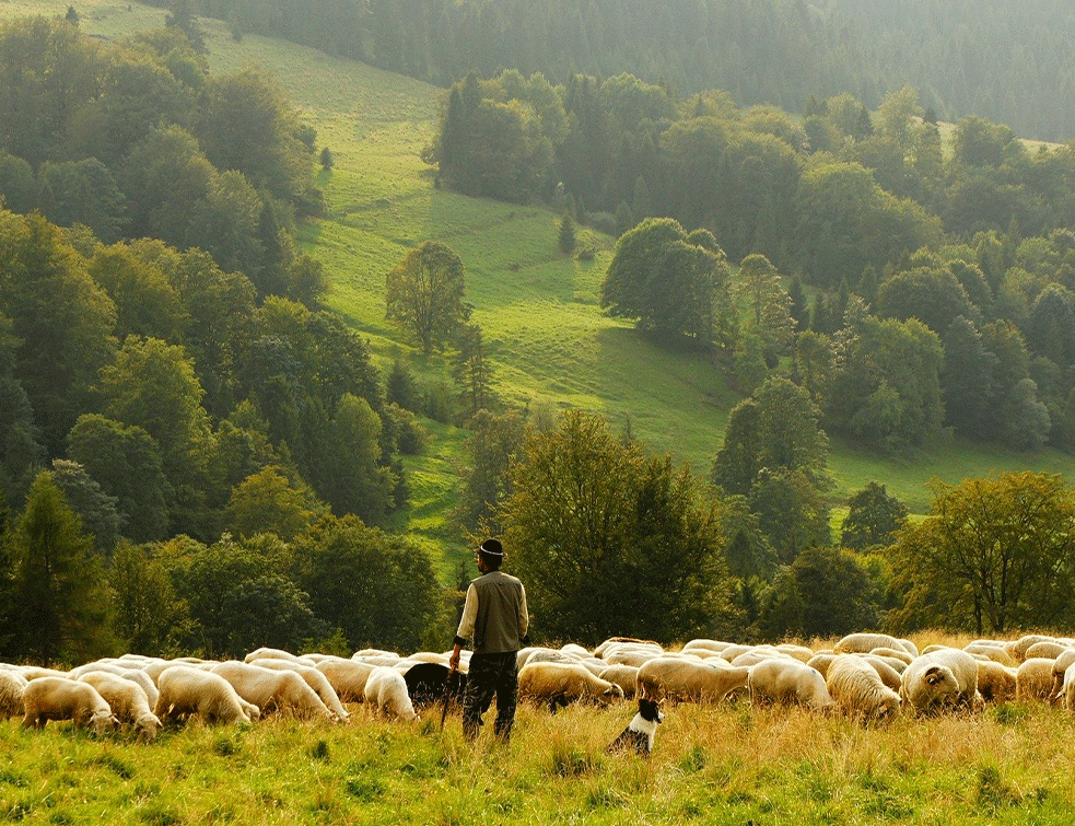 pasa-ovaca