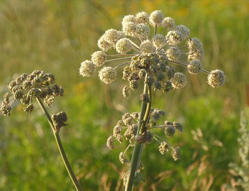 anđelika