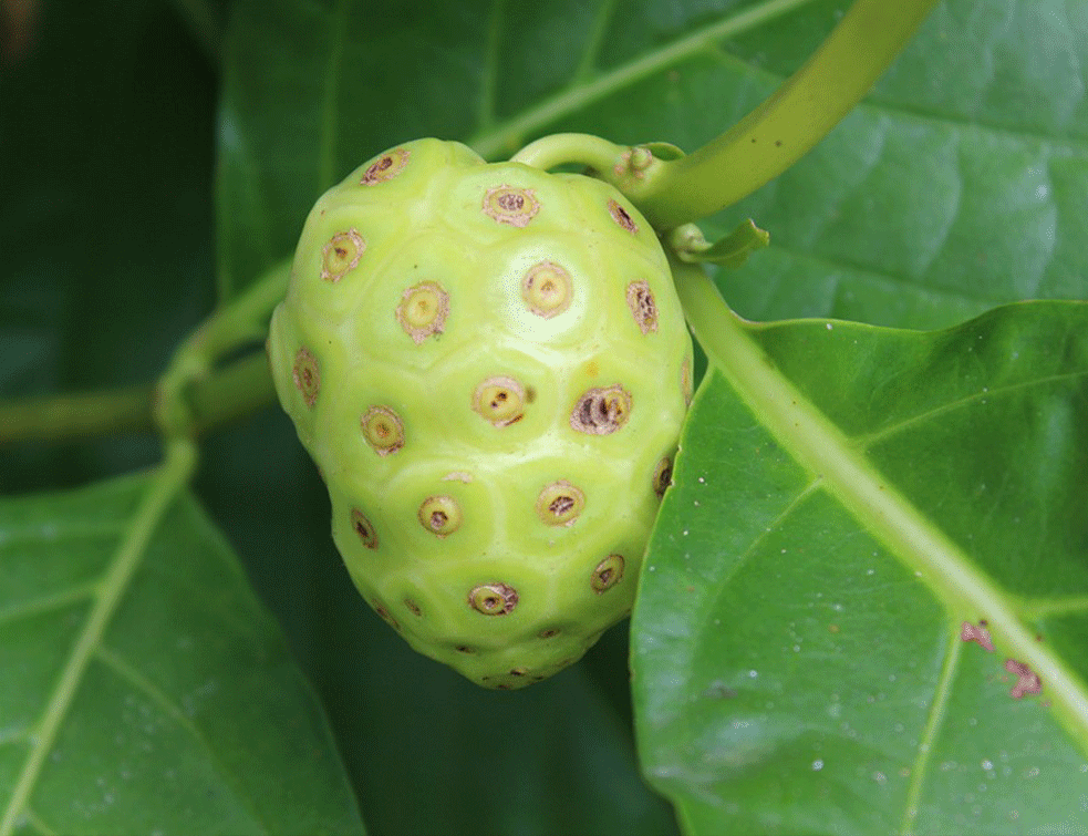 noni