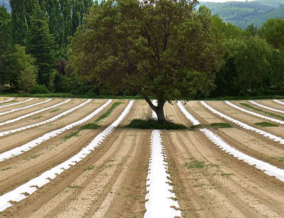 AGROSUMARSTVO