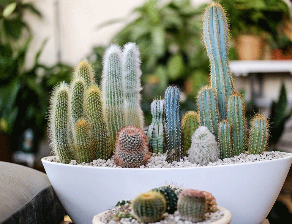 kaktuss
