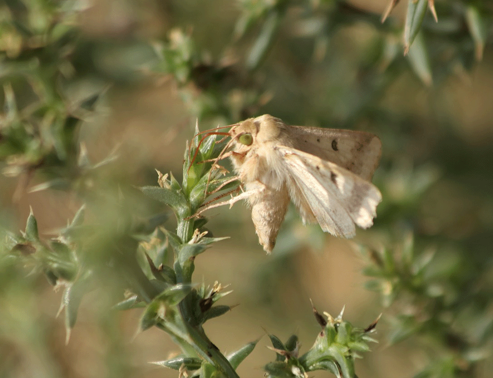 krompirov-moljac