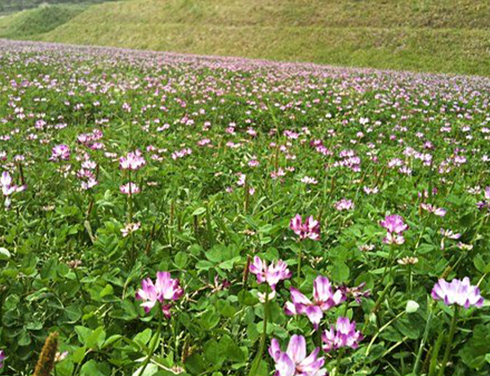 astragalus