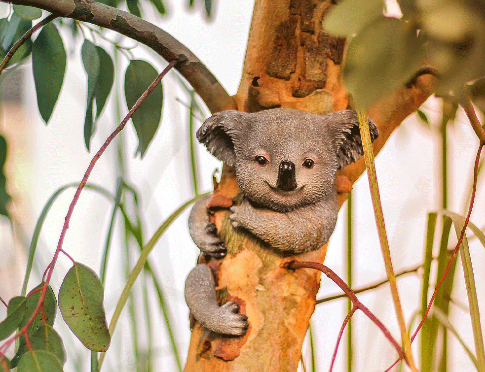 koala