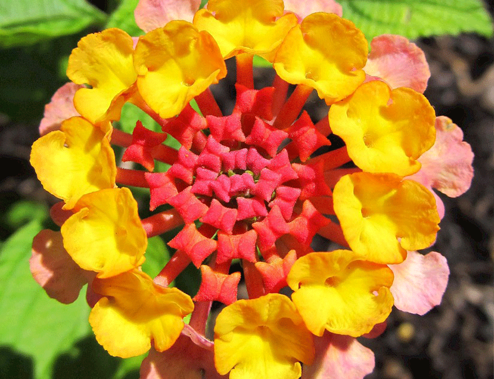 lantana