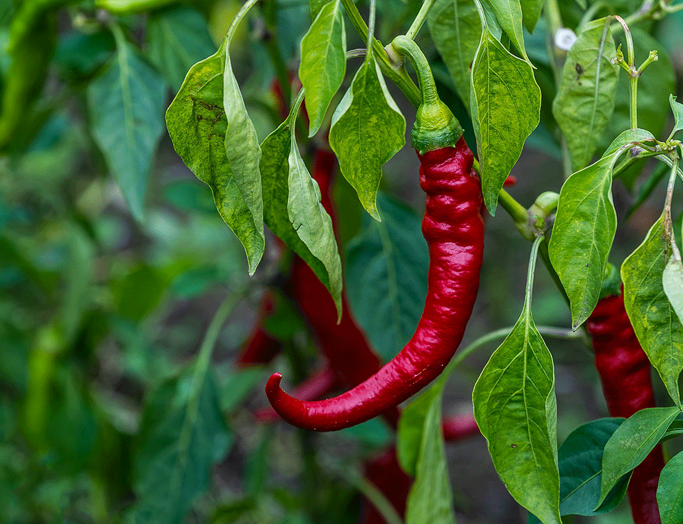 PAPRIKA