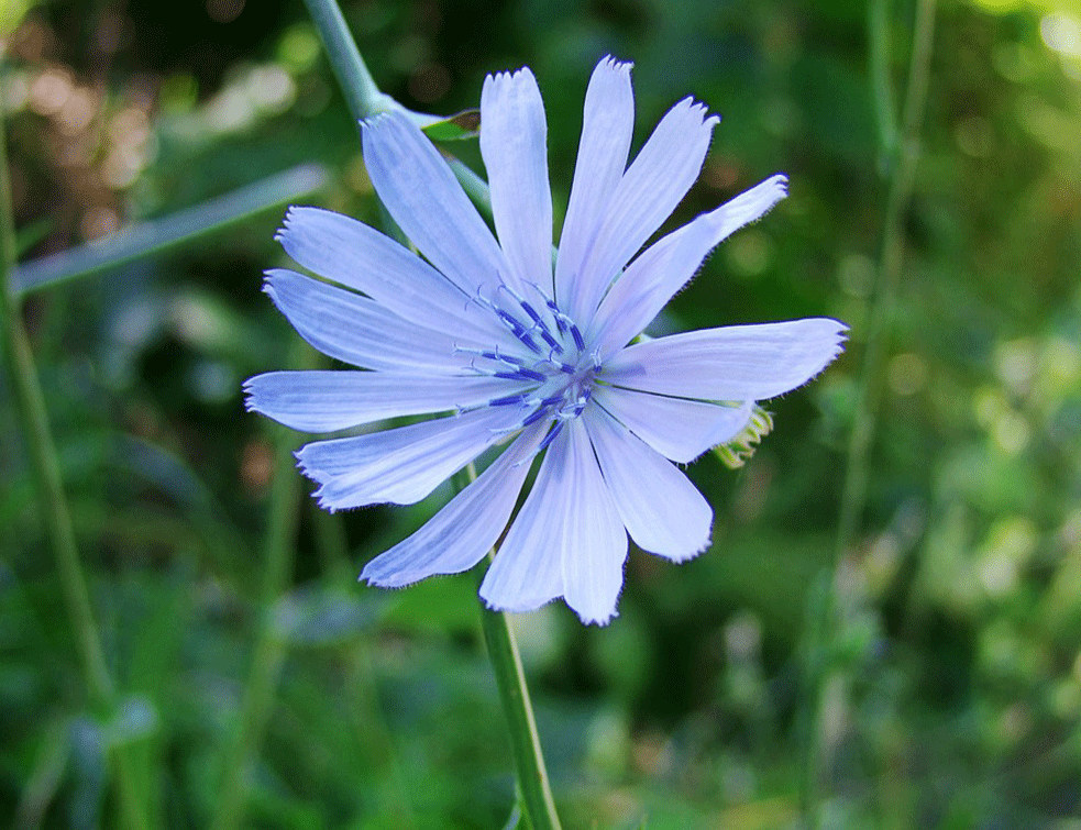 cikorija