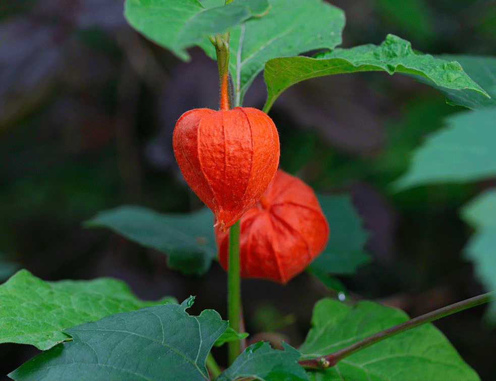 tomatilo