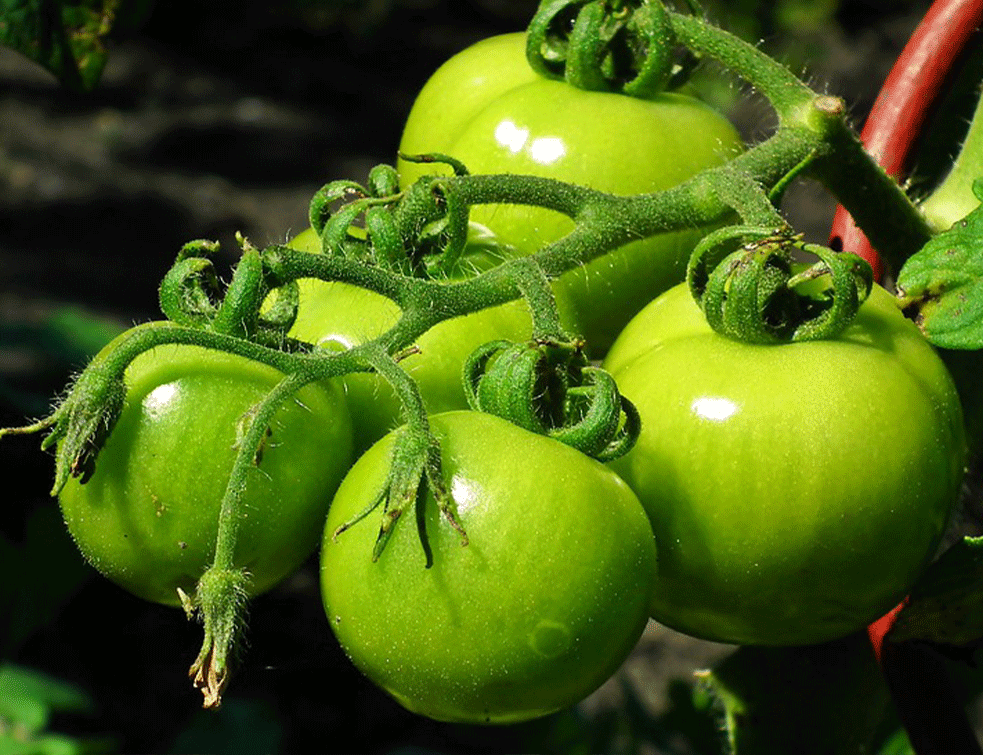 zeleni-paradajz