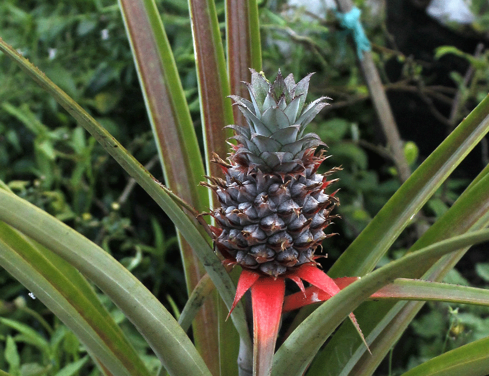 ananas1