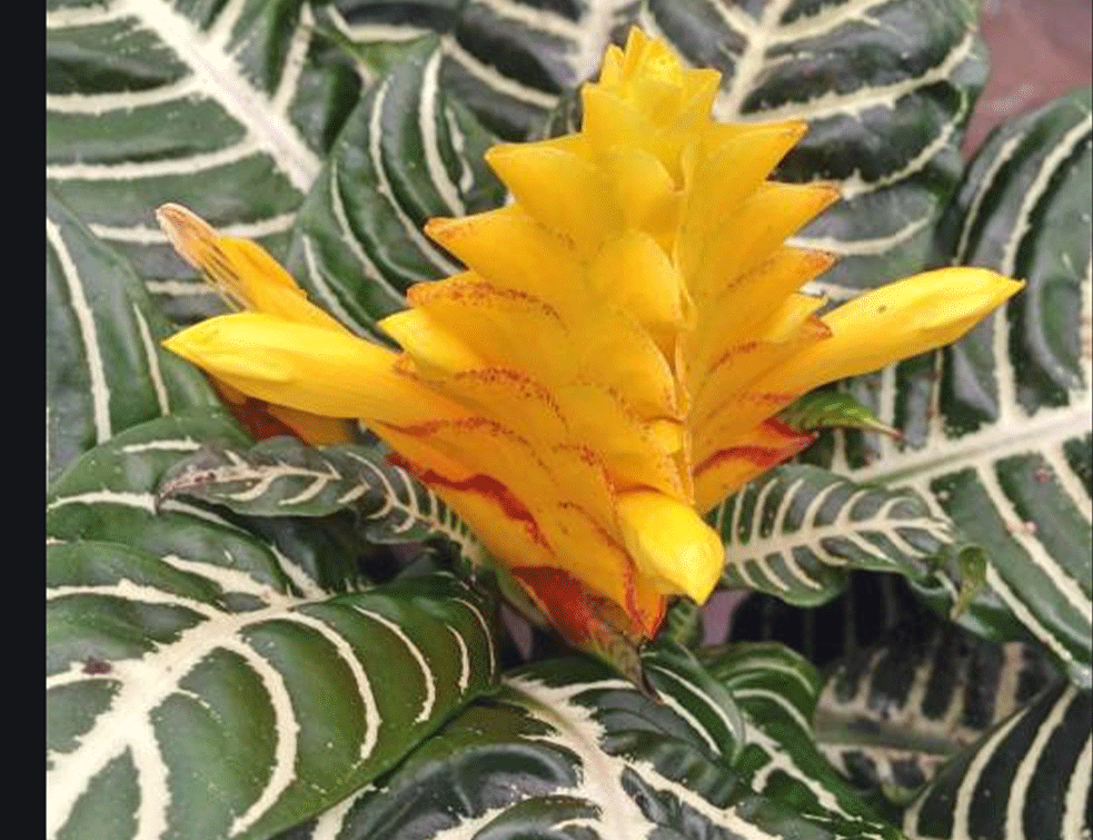 aphelandra