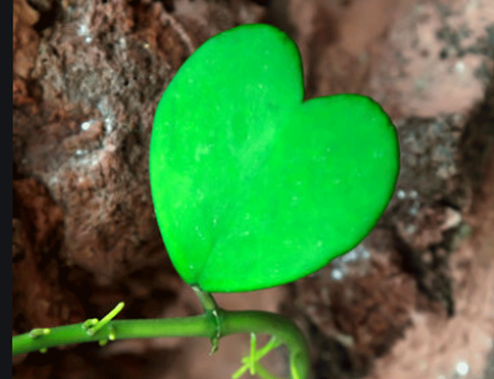 zeleno-srce