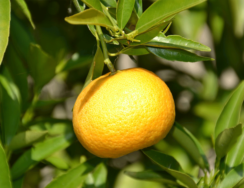 mandarina