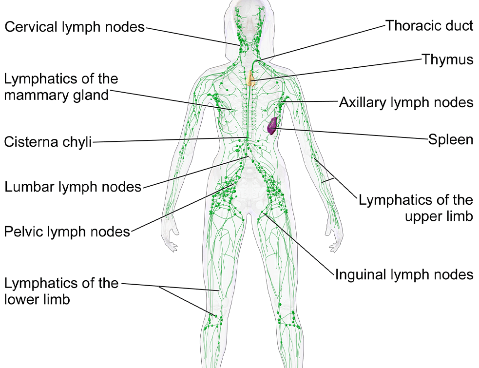 limfni-sistem