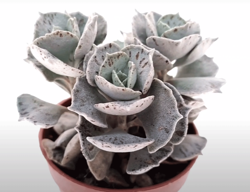 Kalanchoe