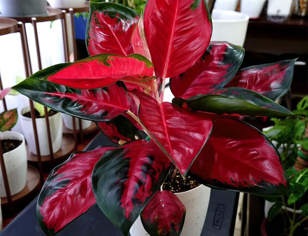 aglaonema1