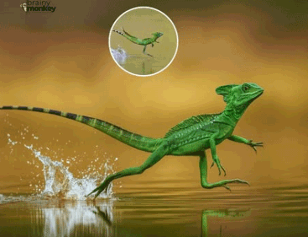 Foto:Printscreen/drustvene mreze