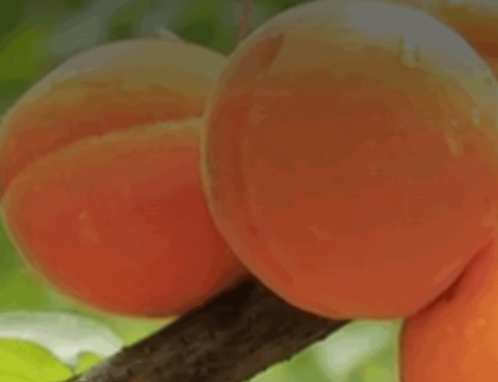 Foto:Printscreen/yutube